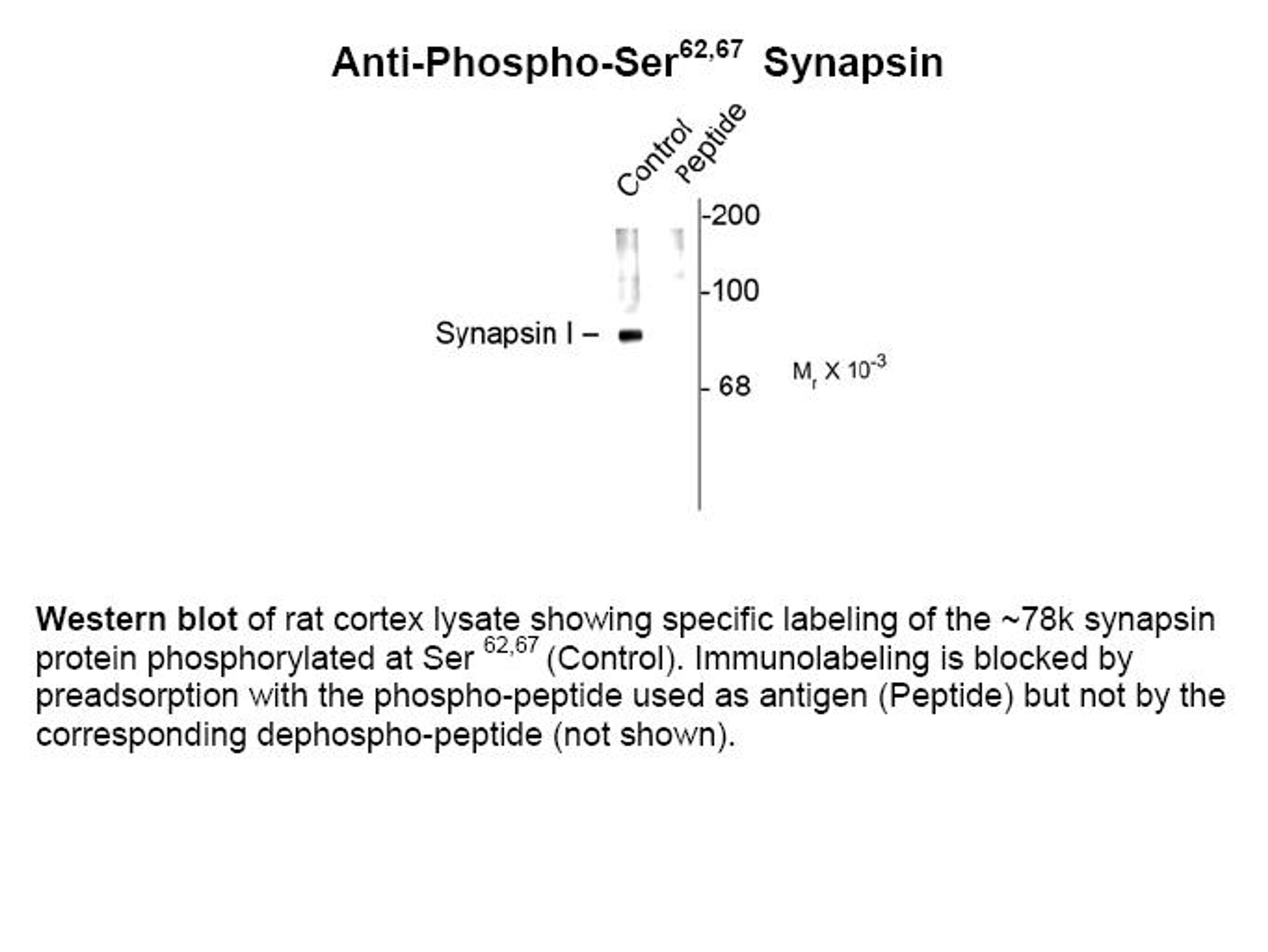 Western blot of rat cortex lysate showing specific labeling of the ~78k synapsin protein phosphorylated at Ser 62,67 (Control). Immunolabeling is blocked by preadsorption with the phospho-peptide used as antigen (Peptide) but not by the corresponding deph