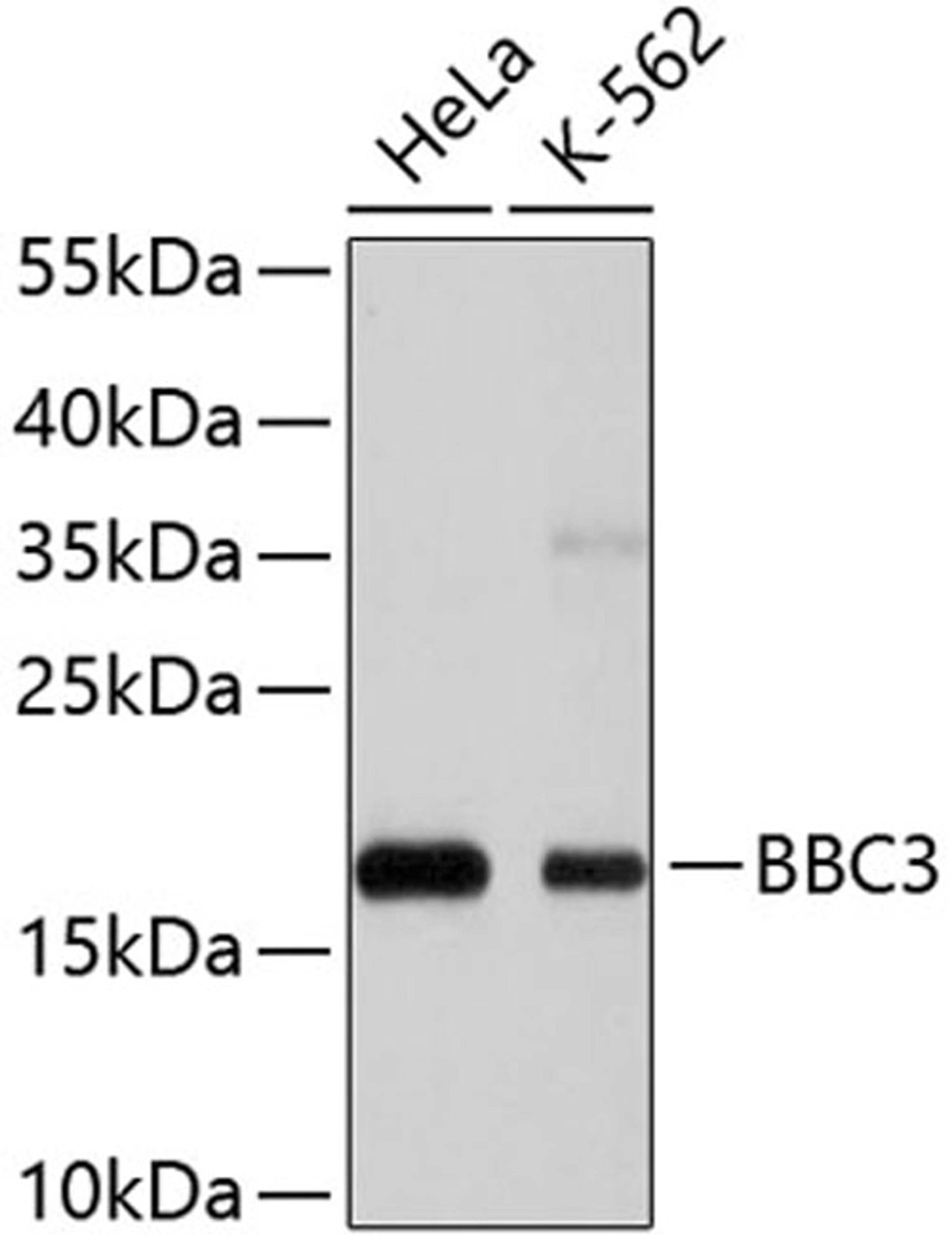 Western blot - BBC3 antibody (A3752)