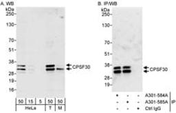 Detection of human and mouse CPSF30 by western blot (h&m) and immunoprecipitation (h).