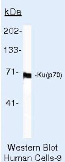 Western Blot: Ku70/XRCC6 Antibody (N3H10) [NB100-1915] - Analysis of 50ug of HepG2 whole cell lysate per well onto a SDS-PAGE gel.