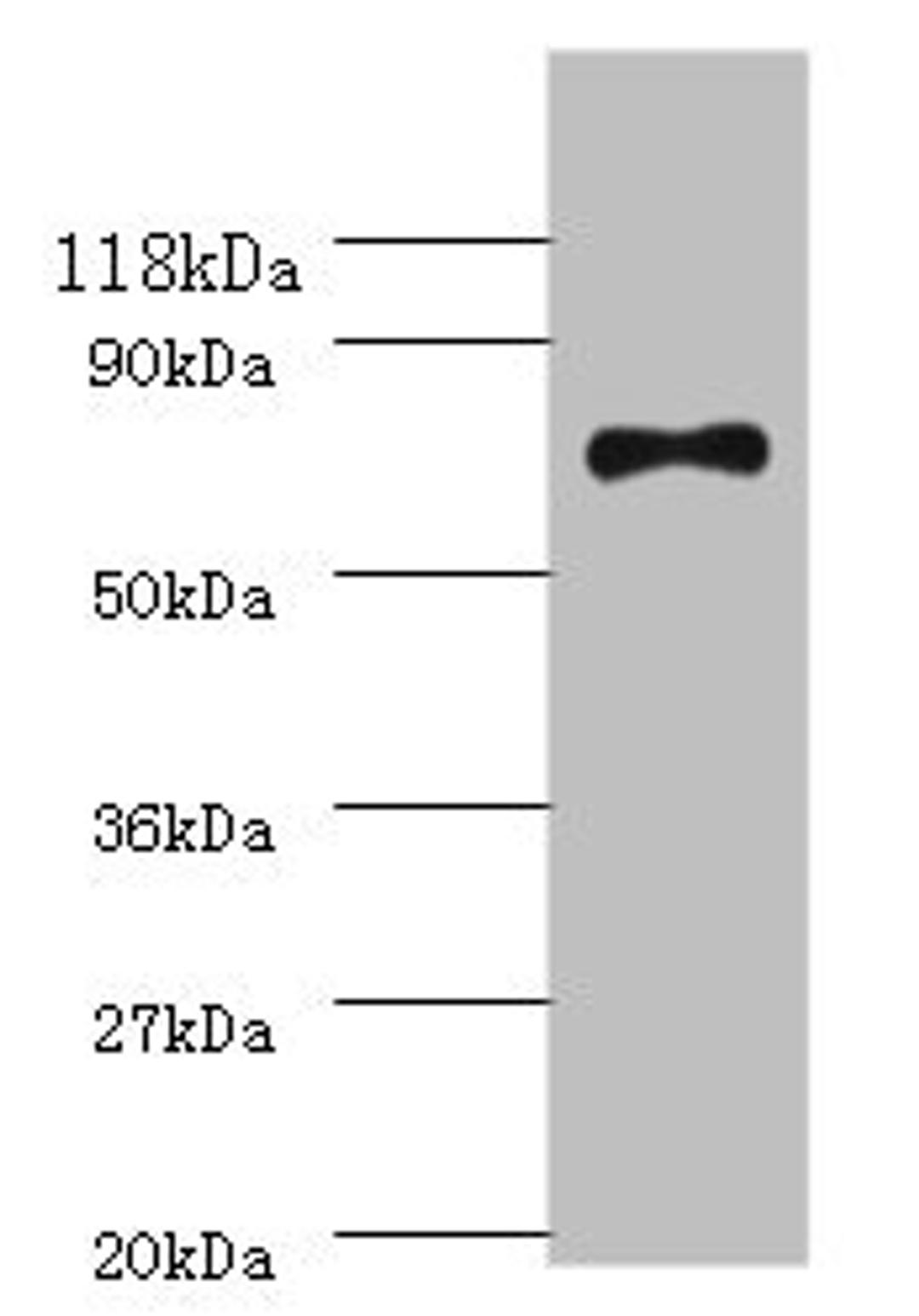 Western blot. All lanes: ATP-dependent DNA helicase RecQ antibody at 2ug/ml + DH5a whole cell lysate. Secondary. Goat polyclonal to rabbit IgG at 1/10000 dilution. Predicted band size: 68 kDa. Observed band size: 68 kDa.