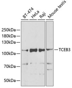 Western blot - TCEB3 antibody (A6994)