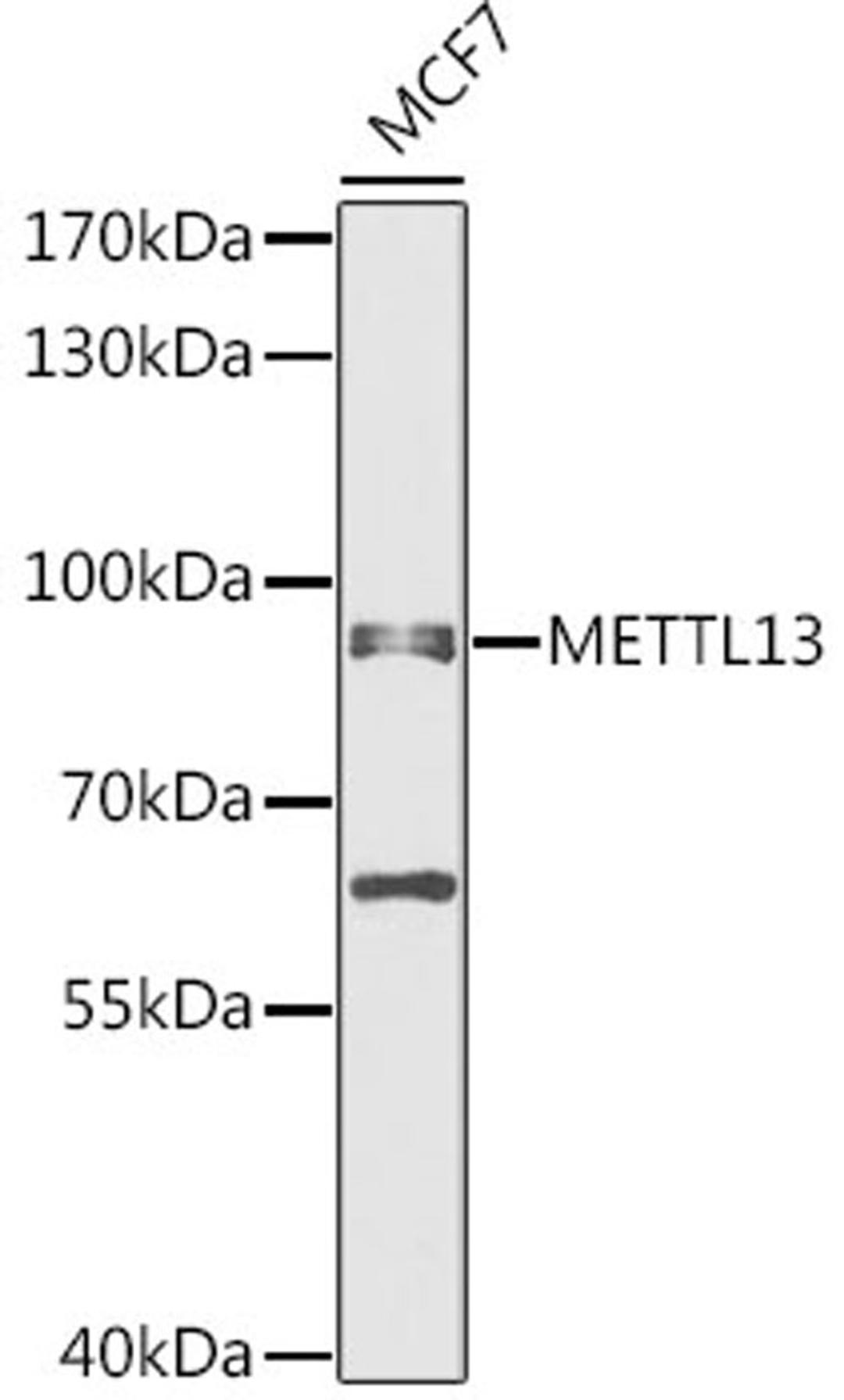 Western blot - METTL13 antibody (A12582)