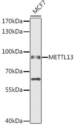 Western blot - METTL13 antibody (A12582)