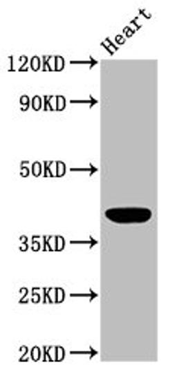Western Blot. Positive WB detected in: Mouse heart tissue. All lanes: LGALS9 antibody at 3µg/ml. Secondary. Goat polyclonal to rabbit IgG at 1/50000 dilution. Predicted band size: 40, 36, 35, 27, 26, 39 kDa. Observed band size: 40 kDa
