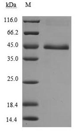 (Tris-Glycine gel) Discontinuous SDS-PAGE (reduced) with 5% enrichment gel and 15% separation gel.