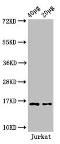 Western Blot. Positive WB detected in: Jurkat cell acid extracts. All lanes: HIST1H3A antibody at 1.5µg/ml. Secondary. Goat polyclonal to rabbit IgG at 1/50000 dilution. Predicted band size: 16 kDa. Observed band size: 16 kDa