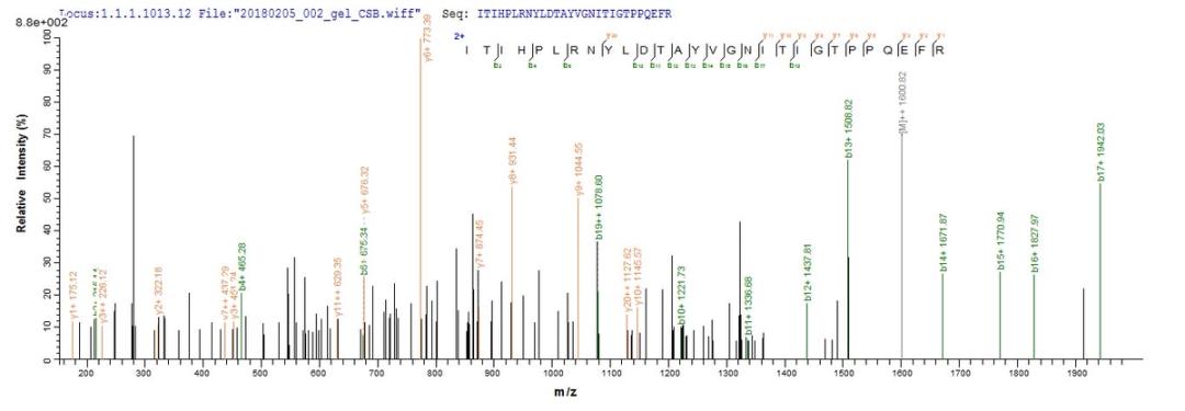 Based on the SEQUEST from database of E.coli host and target protein, the LC-MS/MS Analysis result of CSB-EP637747BO could indicate that this peptide derived from E.coli-expressed Bos taurus (Bovine) PAG2.