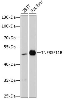 Western blot - TNFRSF11B antibody (A13250)