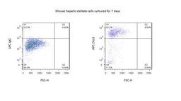 Flow Cytometry: DIO3 Antibody [NBP1-05767] - Analysis using the Biotin conjugate of NBP1-05767. Dio3 staining of mouse hepatic stellate cell cultured for 7 days. Image from verified customer review.