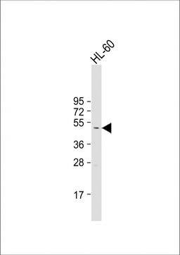 Western Blot at 1:1000 dilution + HL-60 whole cell lysate Lysates/proteins at 20 ug per lane.