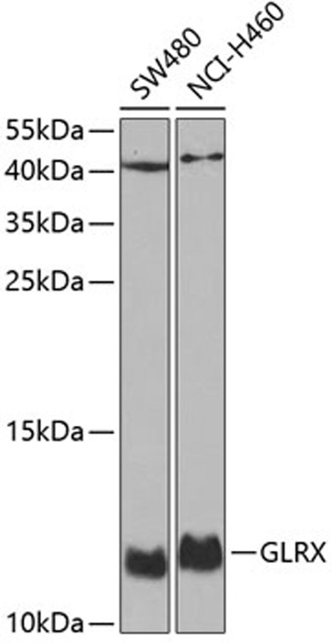 Western blot - GLRX antibody (A5315)