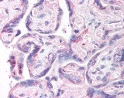 Immunohistochemistry staining of MAGE-like 2 in placenta tissue using MAGE-like 2 Antibody.