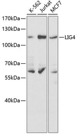 Western blot - LIG4 antibody (A1743)