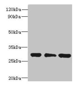 Western blot. All lanes: HDHD3 antibody at 1ug/ml. Lane 1: Mouse small intestine tissue. Lane 2: HT29 whole cell lysate. Lane 3: COLO205 whole cell lysate. Secondary. Goat polyclonal to rabbit IgG at 1/10000 dilution. Predicted band size: 28 kDa. Observed band size: 28 kDa. 