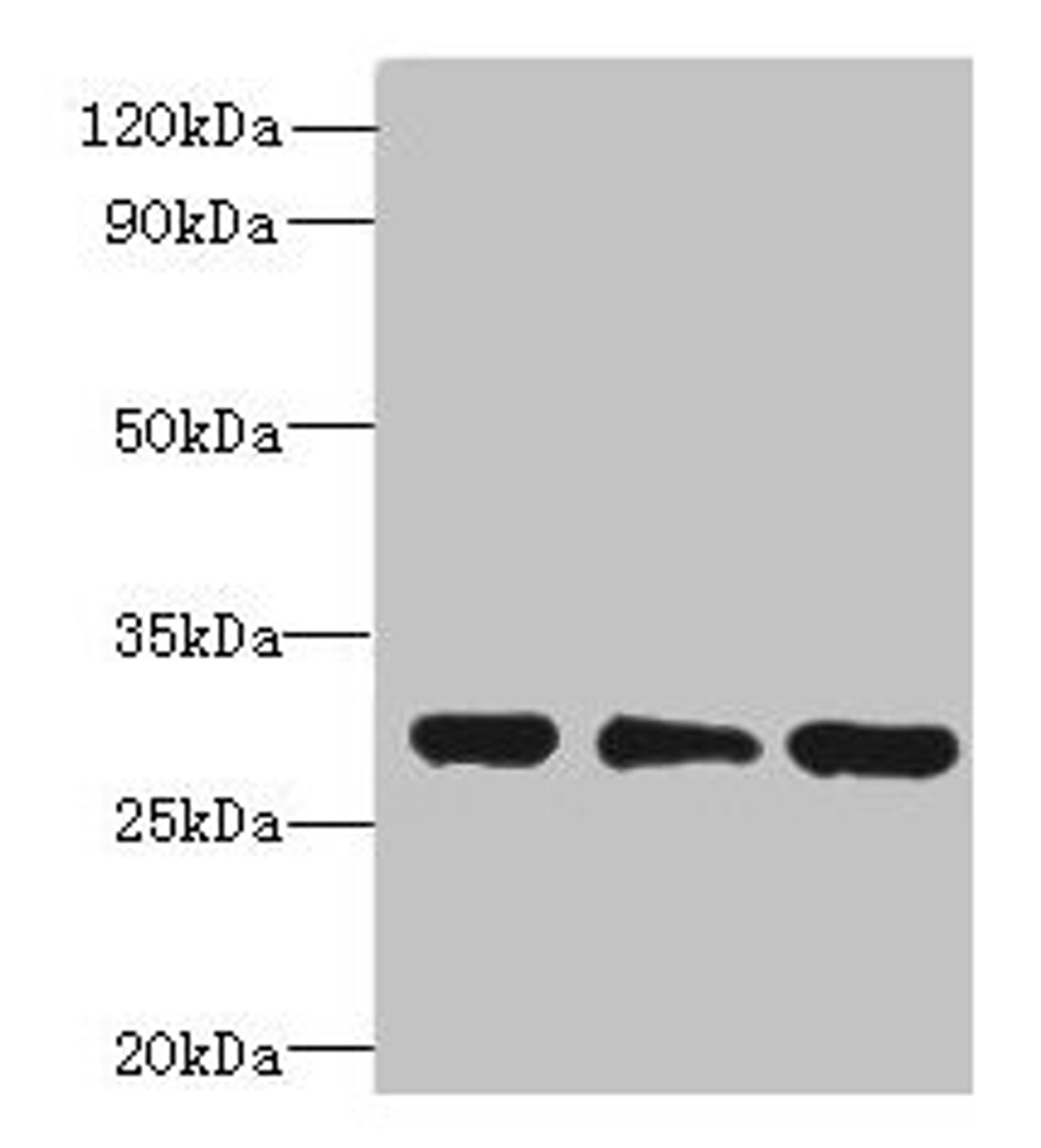 Western blot. All lanes: HDHD3 antibody at 1ug/ml. Lane 1: Mouse small intestine tissue. Lane 2: HT29 whole cell lysate. Lane 3: COLO205 whole cell lysate. Secondary. Goat polyclonal to rabbit IgG at 1/10000 dilution. Predicted band size: 28 kDa. Observed band size: 28 kDa.
