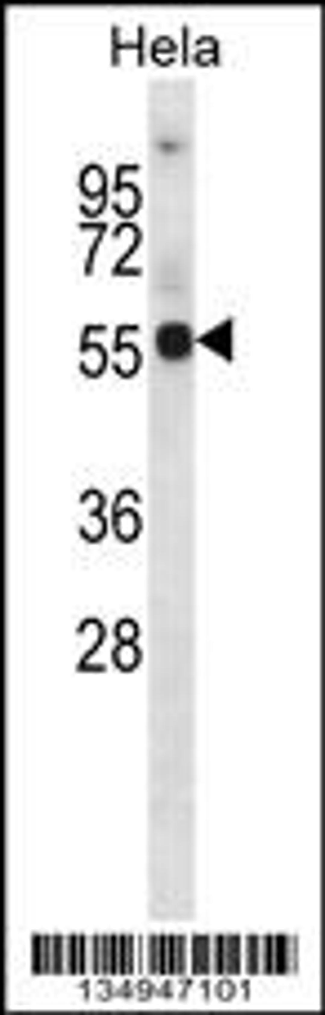 Western blot analysis in Hela cell line lysates (35ug/lane).