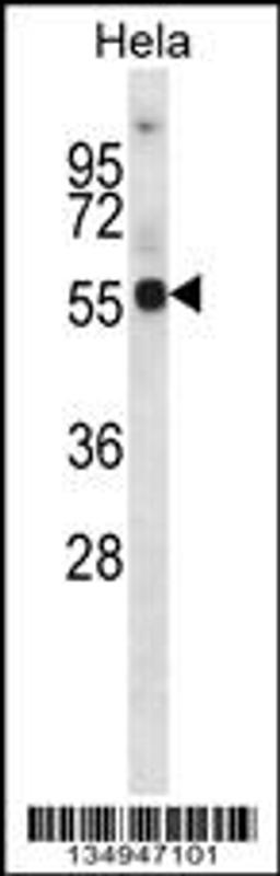 Western blot analysis in Hela cell line lysates (35ug/lane).