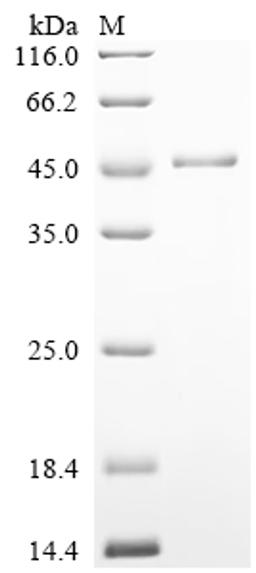 (Tris-Glycine gel) Discontinuous SDS-PAGE (reduced) with 5% enrichment gel and 15% separation gel.