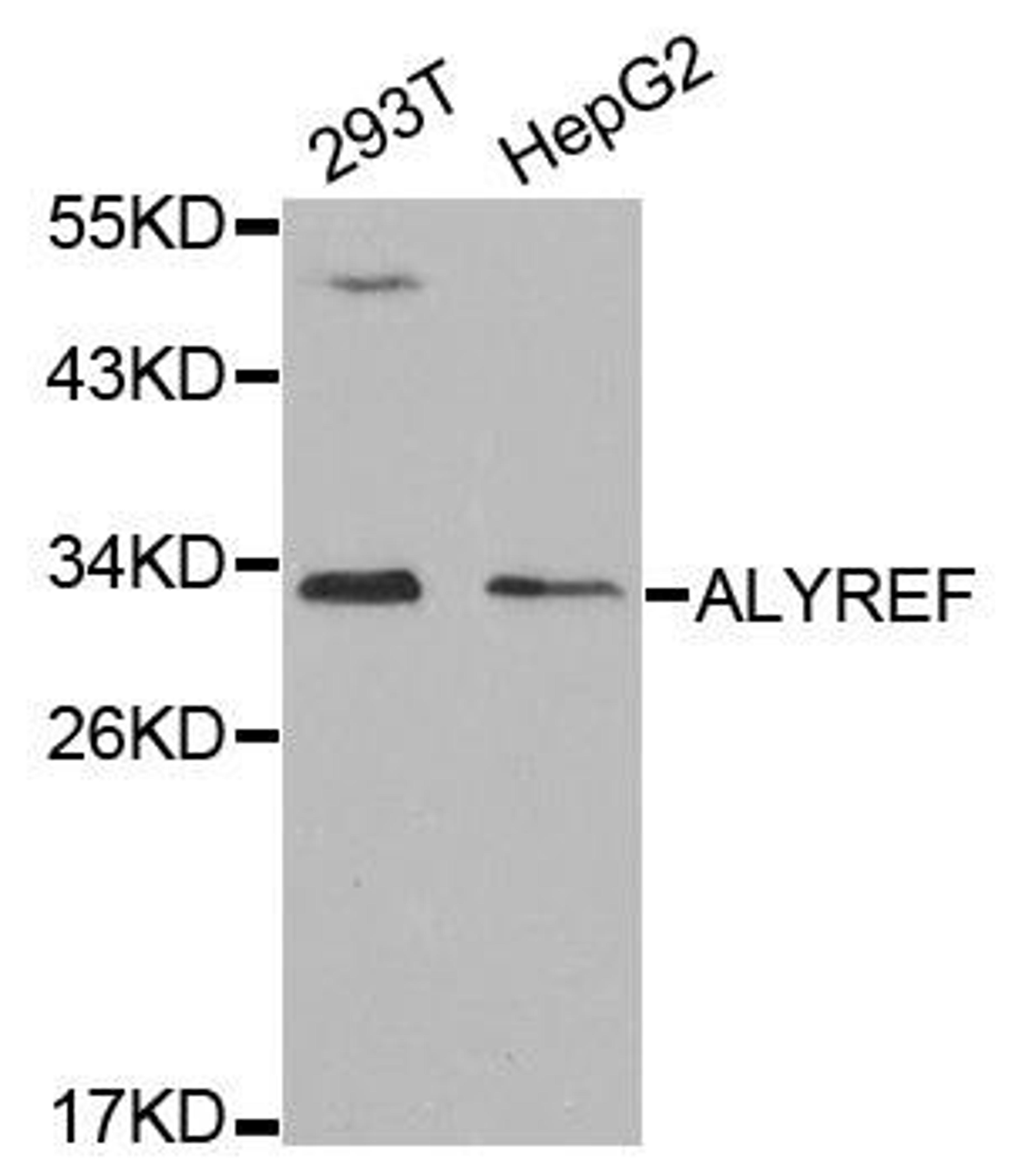 Western blot analysis of extracts of various cell lines using ALYREF antibody