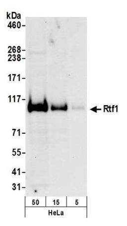 Detection of human Rtf1 by western blot.