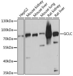 Western blot - GCLC antibody (A1038)