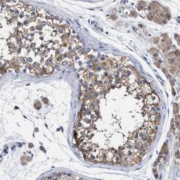 Immunohistochemistry-Paraffin: GMPR1 Antibody [NBP1-87459] - Staining of human testis shows moderate cytoplasmic positivity in cells in seminiferus ducts.