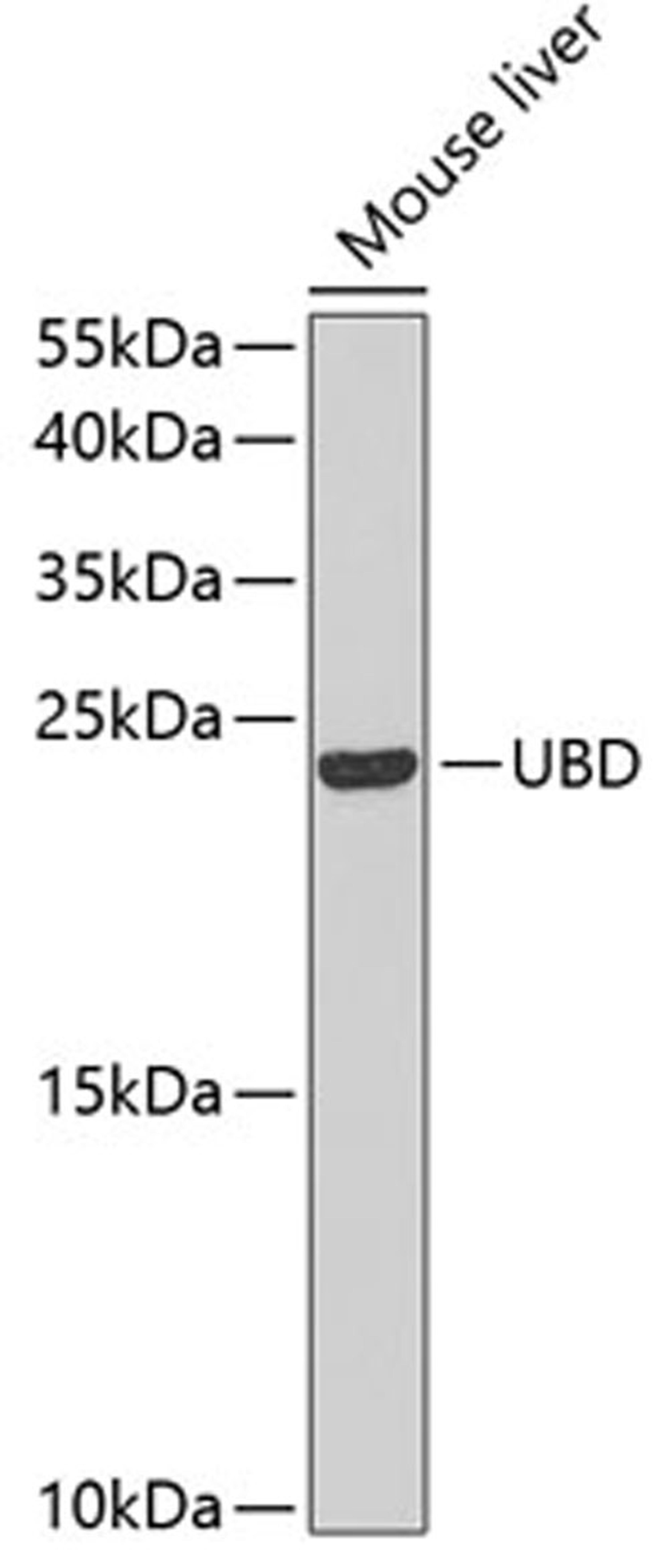 Western blot - UBD antibody (A5491)