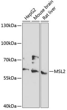 Western blot - MSL2 antibody (A13103)