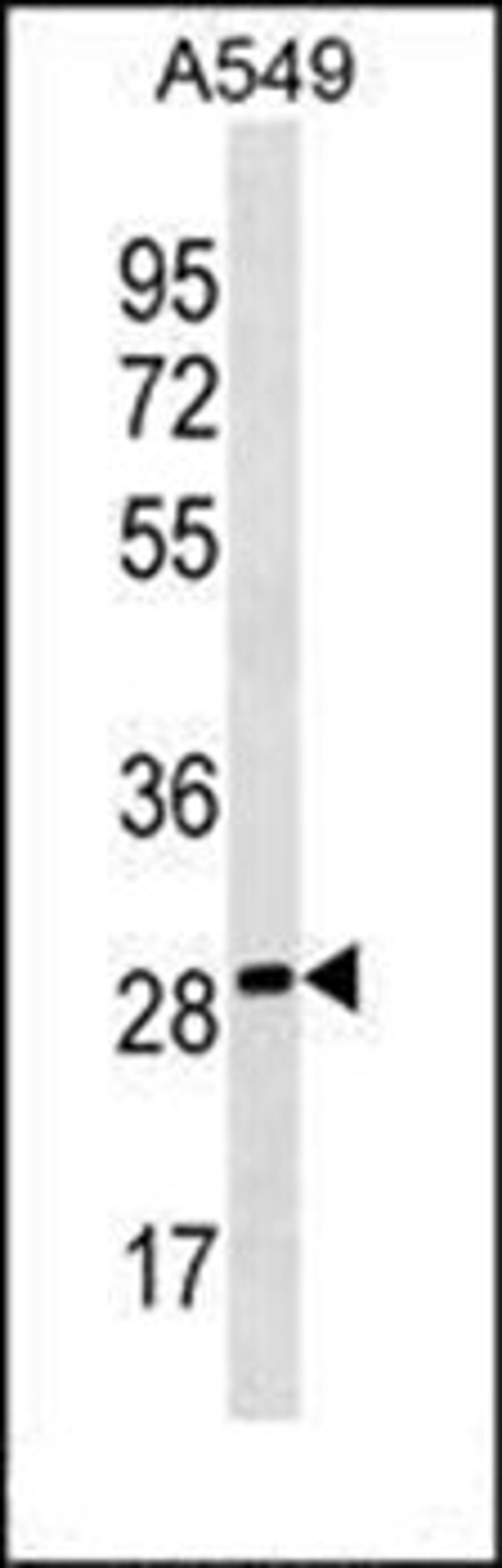 Western blot analysis of A549 cell line lysates (35ug/lane) using PEBP4 antibody (Center)