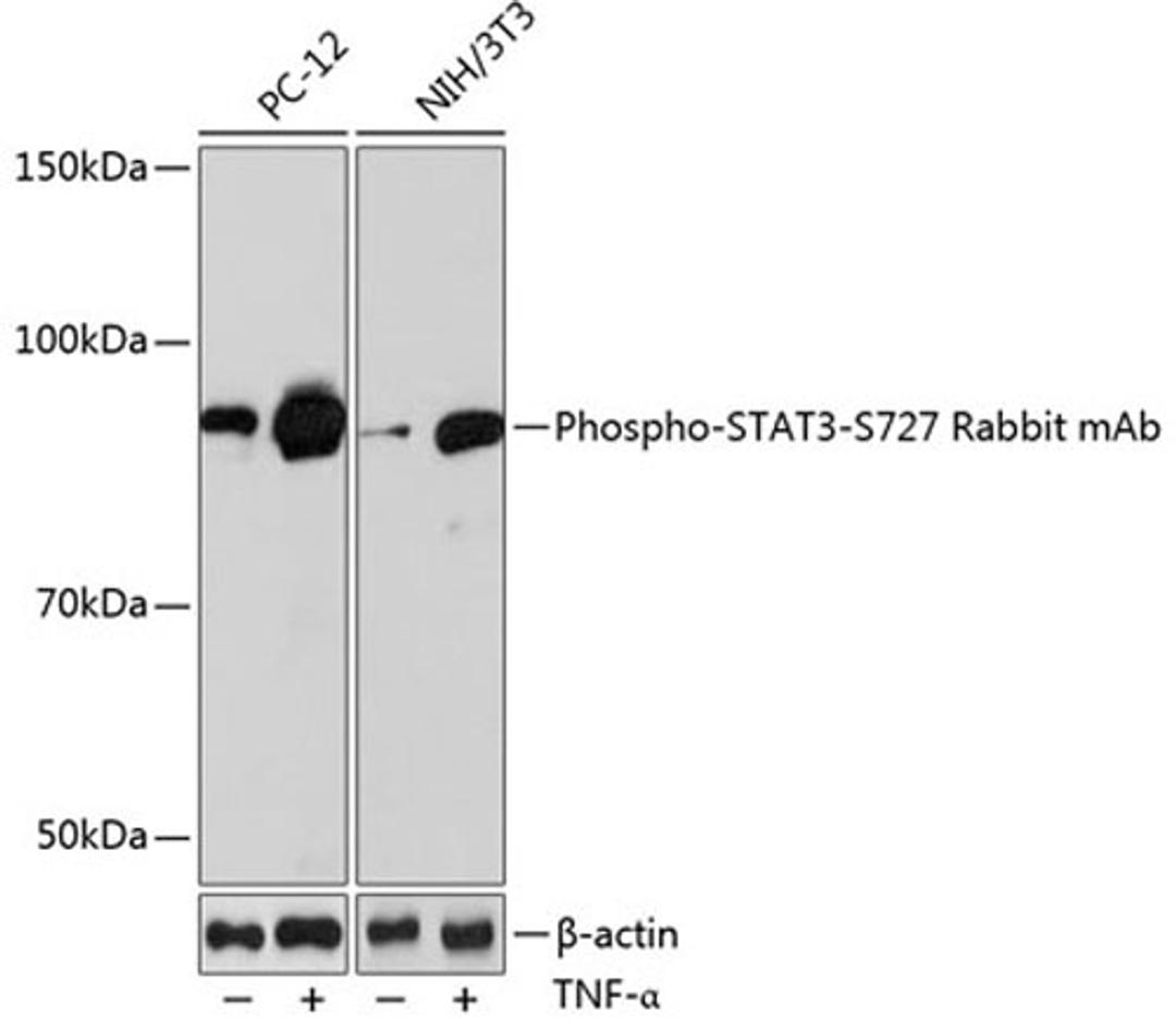 Western blot - Phospho-STAT3-S727 Rabbit mAb (AP0715)