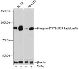 Western blot - Phospho-STAT3-S727 Rabbit mAb (AP0715)