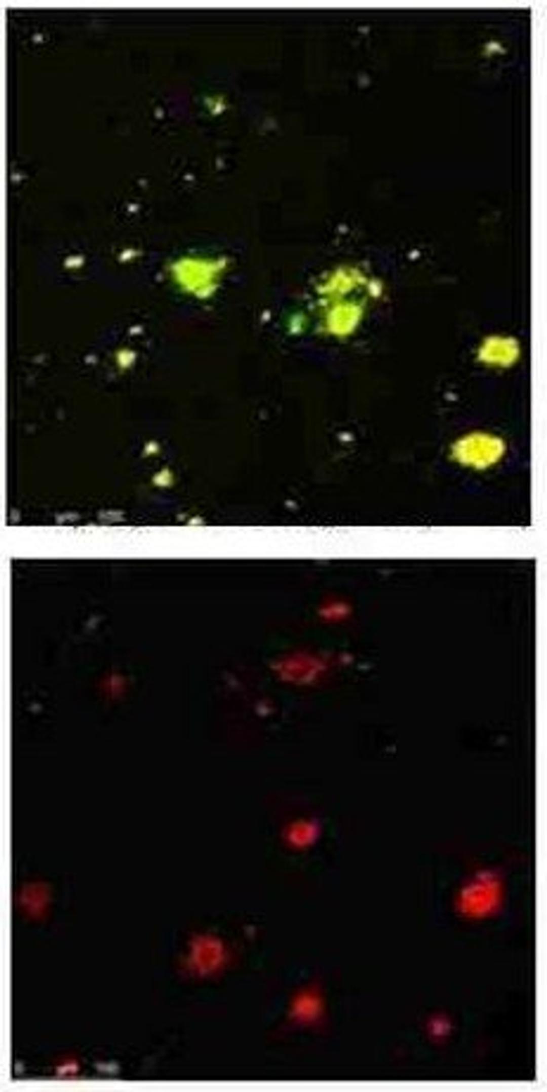 Immunofluorescence analysis of human brain section tissue using Beta Amyloid pyro E3 antibody