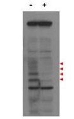 Western blot analysis of Hela cells using PBIP1 antibody