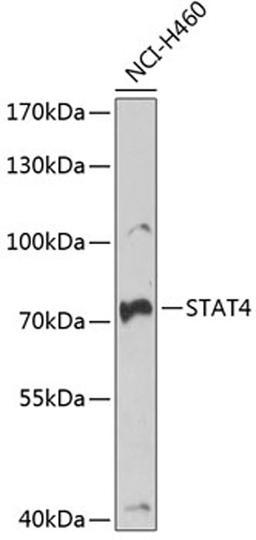 Western blot - STAT4 antibody (A6991)