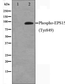 Western blot analysis of HepG2 cell lysate using EPS15 (Phospho-Tyr849) antibody