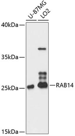 Western blot - RAB14 antibody (A12752)