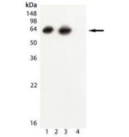 Western Blot: GroEL Antibody (9A1/2) [NBP1-97895] - Analysis of GroEL, mAb (9A1/2): Lane 1: GroEL ( E. coli ) (rec) Protein, Lane 2: HSP60 (Human) (rec) (negative control), Lane 3: E. coli Lysate, Lane 4: HeLa Lysate, heat shocked (negative control)