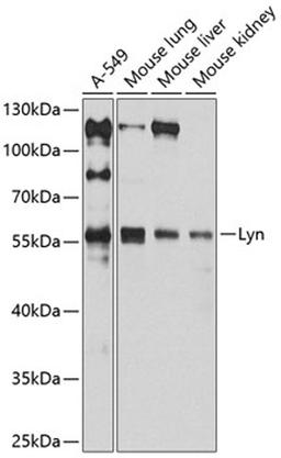 Western blot - Lyn antibody (A11385)