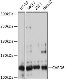 Western blot - CARD6 antibody (A13806)