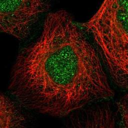 Immunofluorescence: Hikeshi Antibody [NBP1-83174] - Staining of human cell line A-431 shows positivity in nucleus & cell junctions.