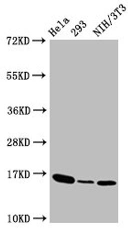 Western Blot. Positive WB detected in:Hela whole cell lysate,293 whole cell lysate,NIH/3T3 whole cell lysate. All lanes:Phospho-Histone H3 (T3) antibody at 1.41&mu;g/ml. Secondary. Goat polyclonal to rabbit IgG at 1/50000 dilution. Predicted band size: 16 KDa. Observed band size: 16 KDa