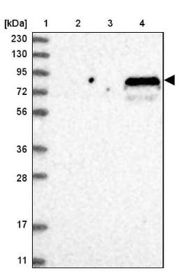 Western Blot: C6orf174 Antibody [NBP1-90575] - Lane 1: Marker [kDa] 230, 130, 95, 72, 56, 36, 28, 17, 11<br/>Lane 2: Human cell line RT-4<br/>Lane 3: Human cell line U-251MG sp<br/>Lane 4: Human plasma (IgG/HSA depleted)