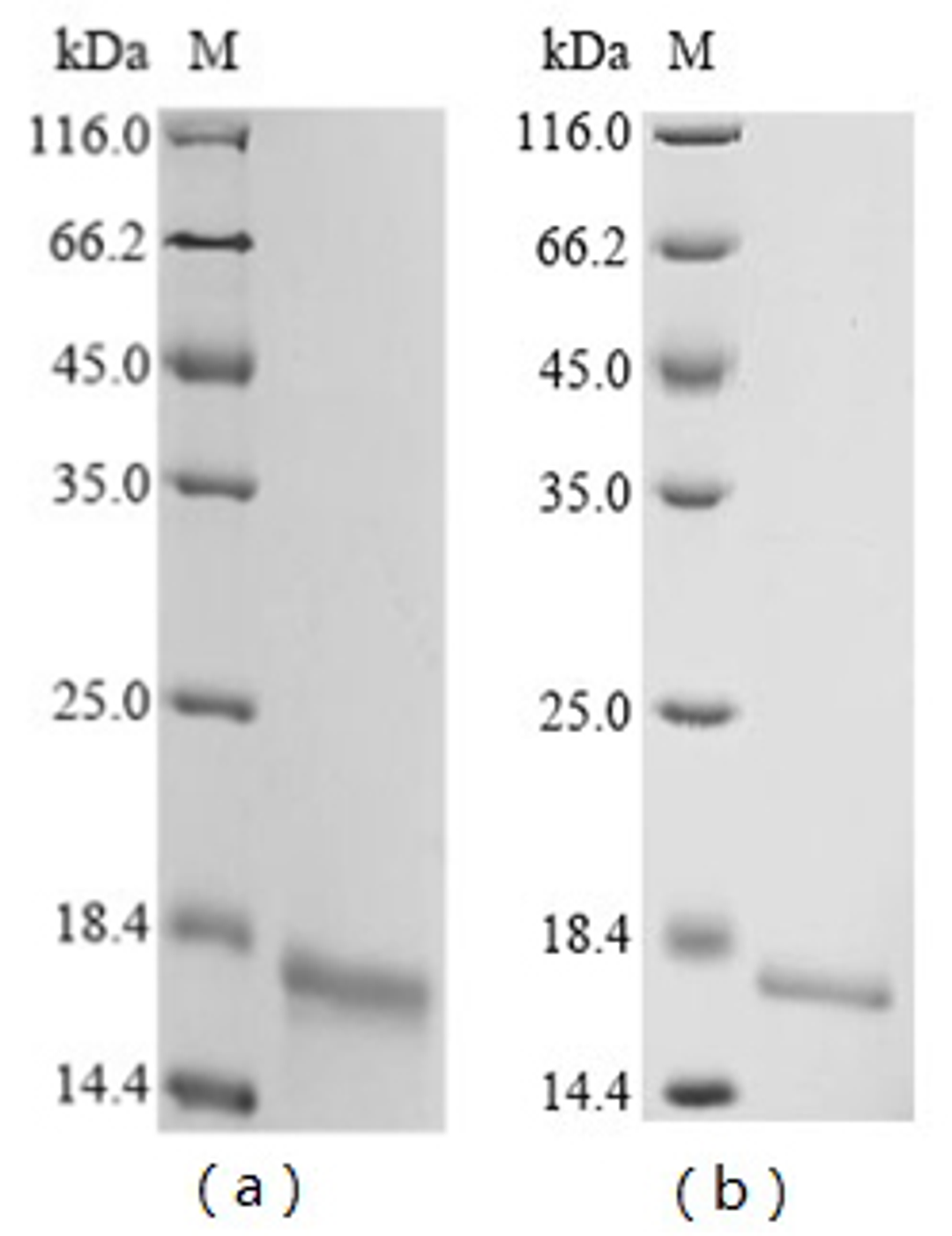 (Tris-Glycine gel) Discontinuous SDS-PAGE (reduced) with 5% enrichment gel and 15% separation gel.
