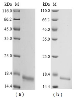 (Tris-Glycine gel) Discontinuous SDS-PAGE (reduced) with 5% enrichment gel and 15% separation gel.