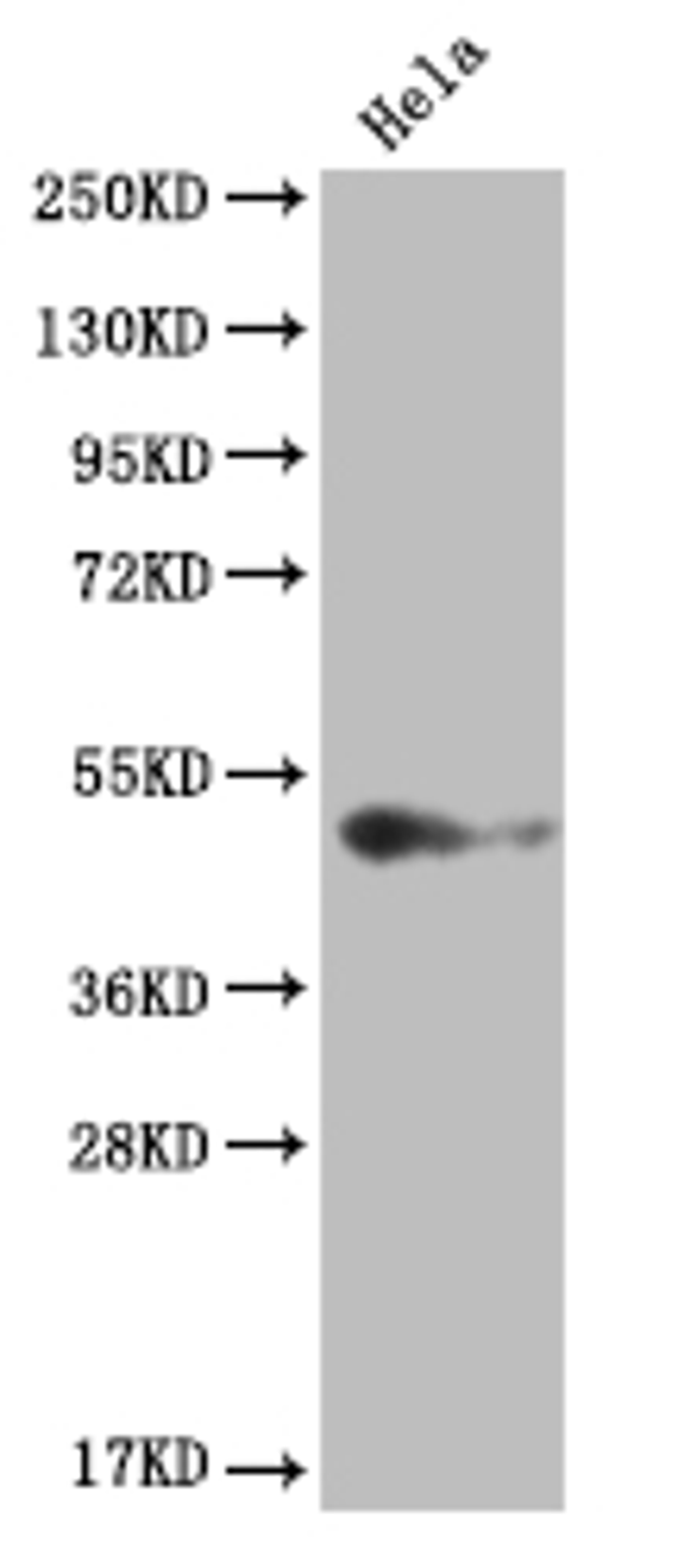 Western Blot. Positive WB detected in: Hela whole cell lysate. All lanes: BMP4 antibody at 1:2000. Secondary. Goat polyclonal to rabbit IgG at 1/50000 dilution. Predicted band size: 47 kDa. Observed band size: 36-55 kDa. 