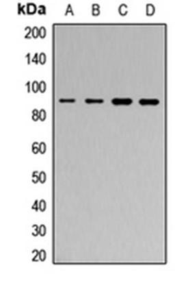 Western blot analysis of A431 (Lane 1), Jurkat (Lane 2), mouse heart (Lane 3), mouse brain (Lane 4) whole cell lysates using MARK antibody