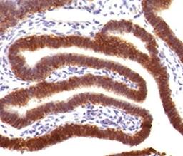 IHC testing of human fallopian tube with EpCAM antibody (clone EPM17-4).