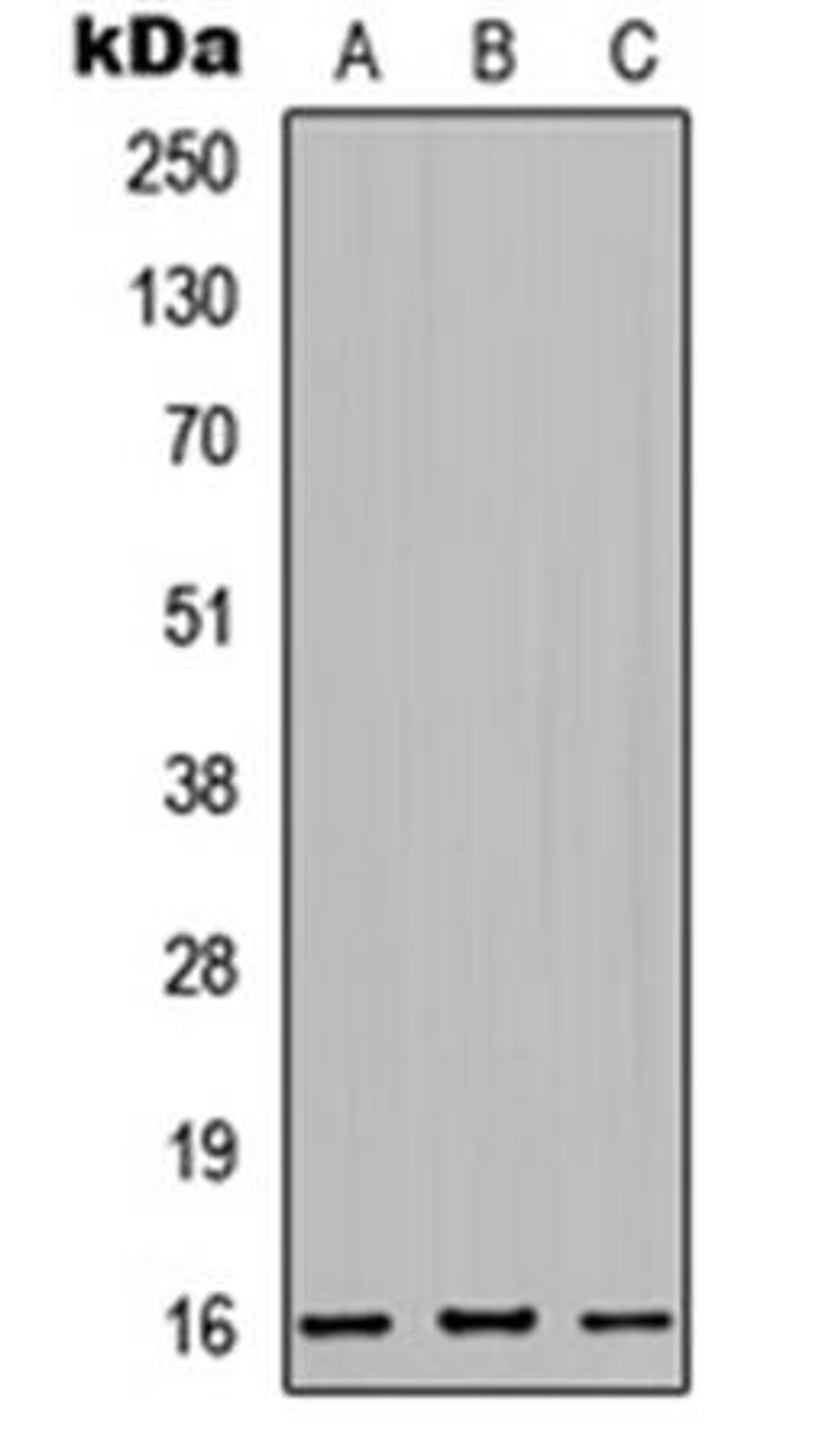 Western blot analysis of HeLa (Lane1), Raw264.7 (Lane2), H9C2 (Lane3) whole cell using MRPS32 antibody