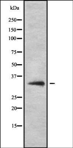 Western blot analysis of HEK293 cells using HOR5'Beta8 antibody